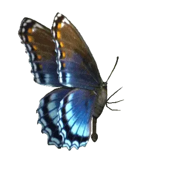 butterfly