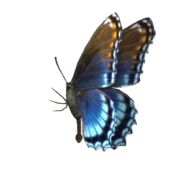 butterfly