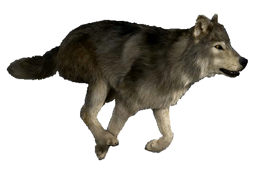 wolf